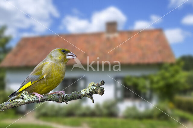 European Greenfinch (Carduelis chloris)