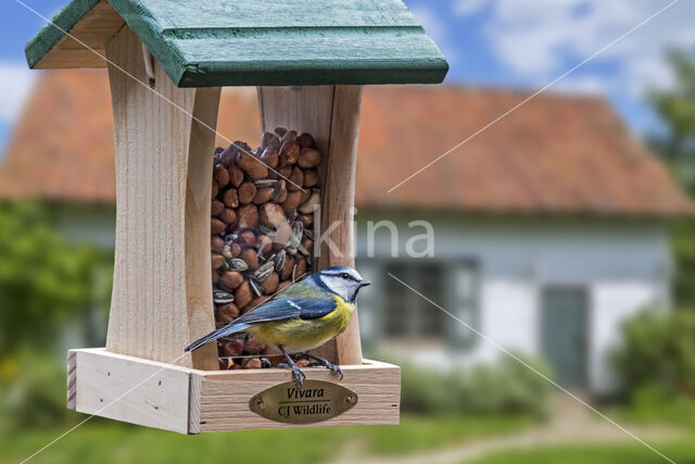 Blue Tit (Parus caeruleus)