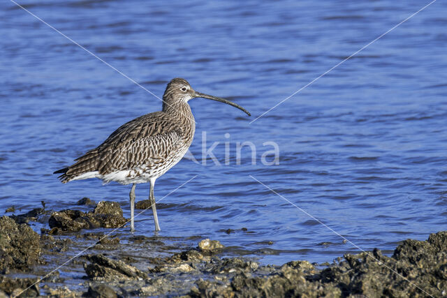 Eurasian Curlew (Numenius arquata)