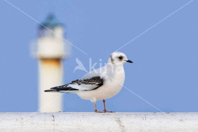 Ross's Gull (Rhodostethia rosea)