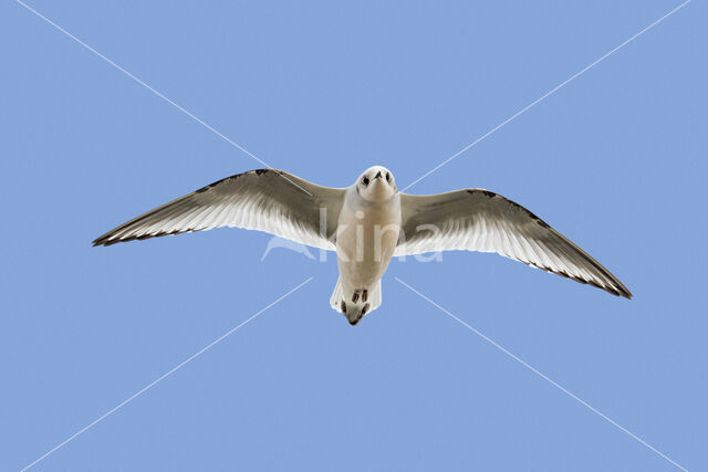 Ross's Gull (Rhodostethia rosea)