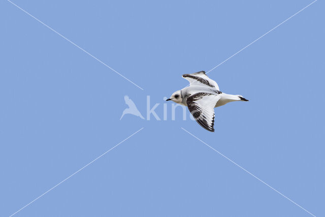 Ross's Gull (Rhodostethia rosea)