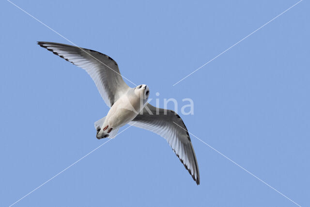 Ross's Gull (Rhodostethia rosea)