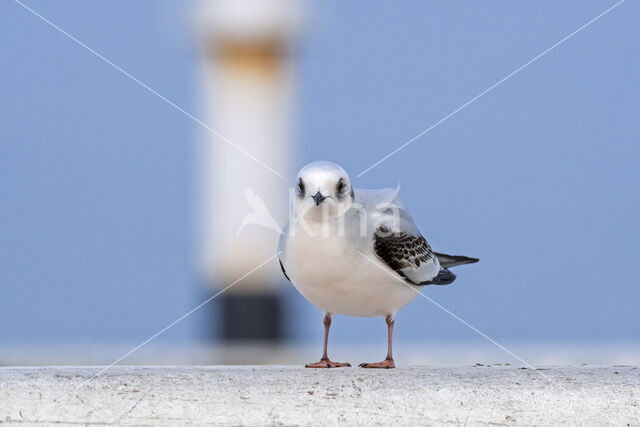 Ross's Gull (Rhodostethia rosea)