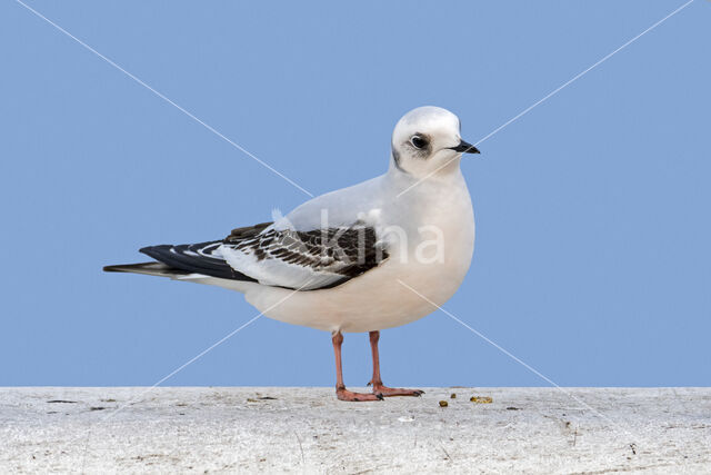 Ross's Gull (Rhodostethia rosea)