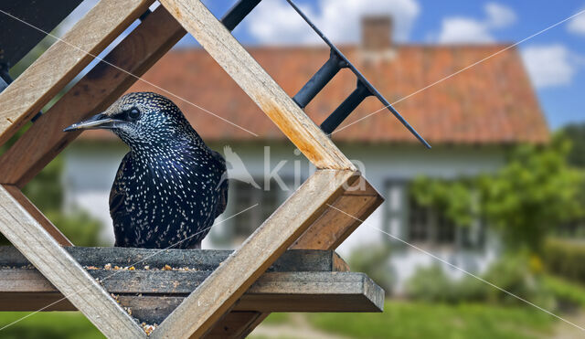 European Starling (Sturnus vulgaris)