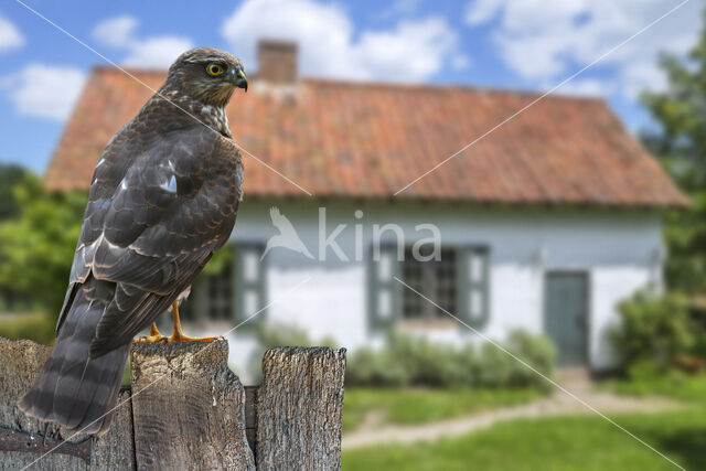 Sparrow Hawk (Accipiter nisus)