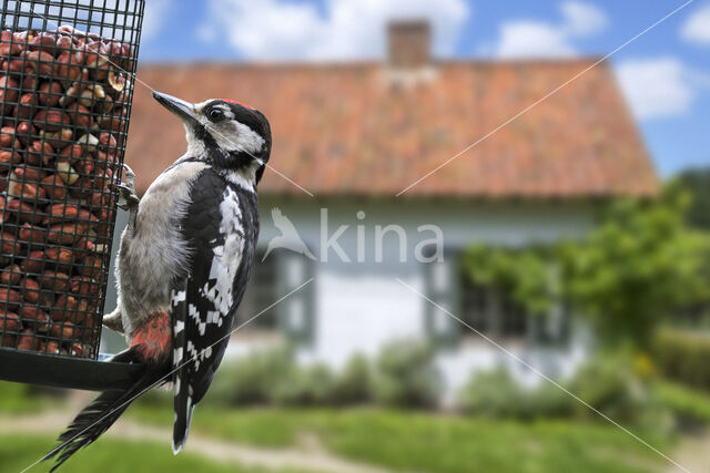 Great Spotted Woodpecker (Dendrocopos major)