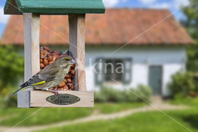 Groenling (Carduelis chloris)