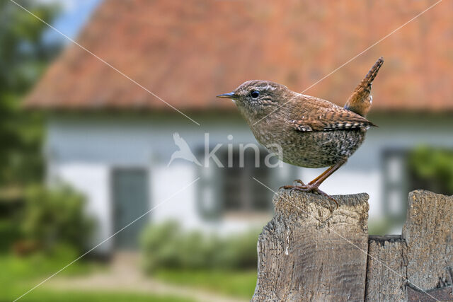 Wren (Troglodytes troglodytes)