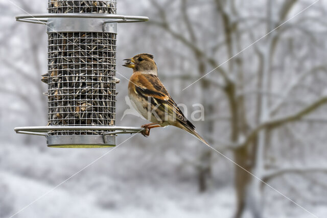 Brambling (Fringilla montifringilla)