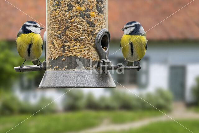 Pimpelmees (Parus caeruleus)