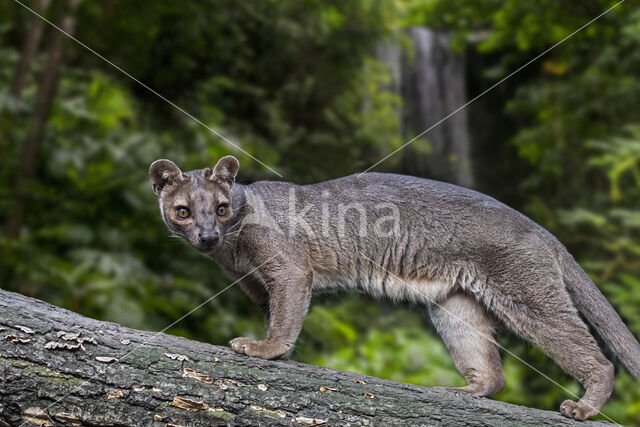 fossa (Cryptoprocta ferox)