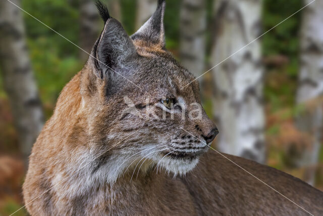 Euraziatische lynx (Lynx lynx)