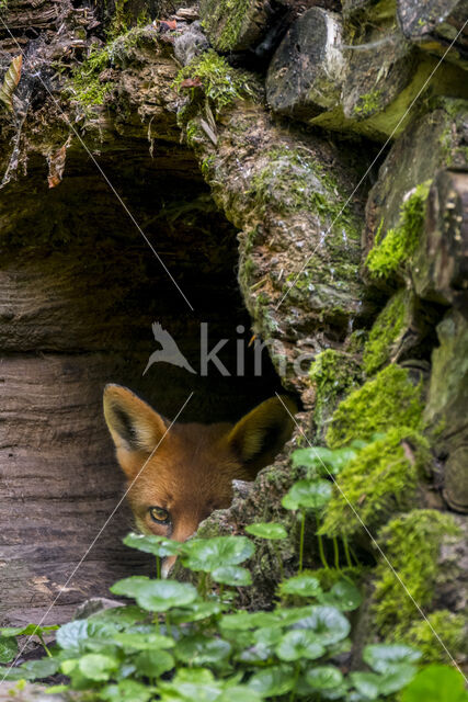 Fox (Vulpes vulpes)