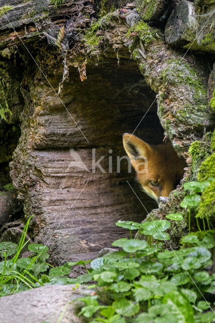 Fox (Vulpes vulpes)