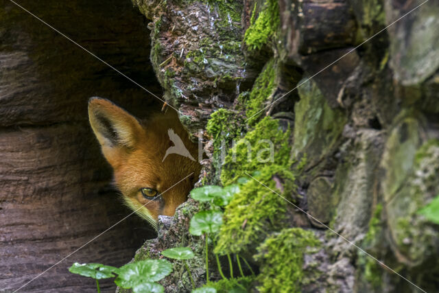 Fox (Vulpes vulpes)