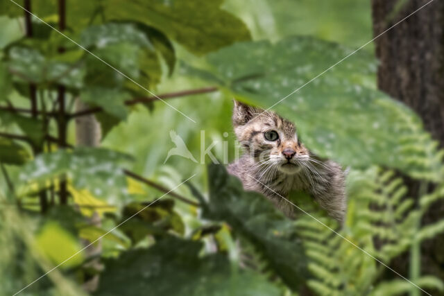 Wilde kat (Felis silvestris)