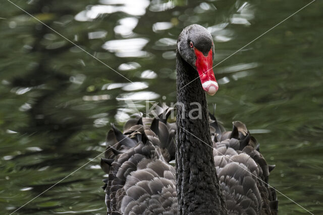 Black swan (Cygnus atratus)