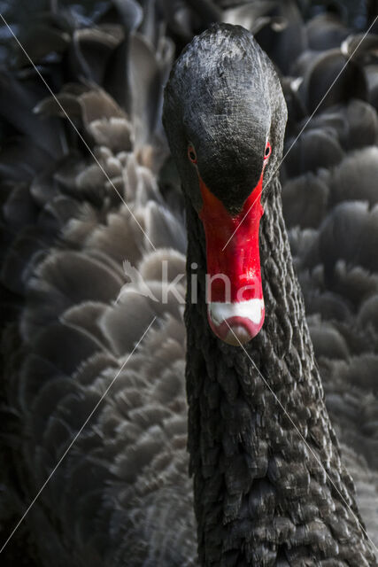 Black swan (Cygnus atratus)