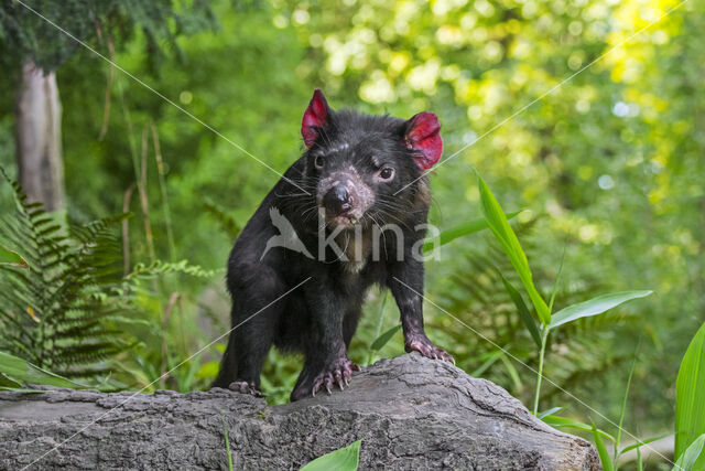 Tasmanian devil (Sarcophilus harrisii)