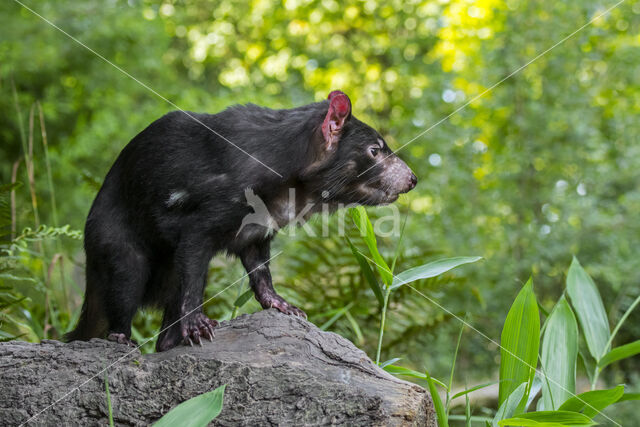 Tasmanian devil (Sarcophilus harrisii)