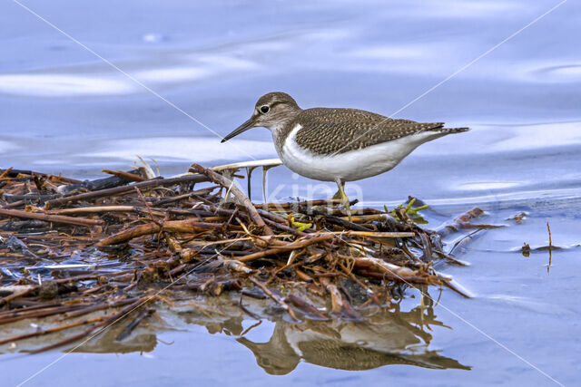 Oeverloper (Actitis hypoleucos)