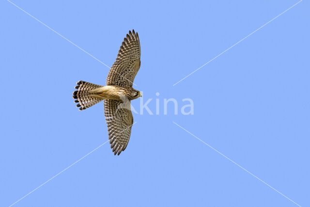 Common Kestrel (Falco tinnunculus)