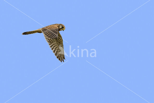 Common Kestrel (Falco tinnunculus)