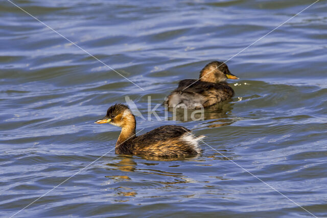 Podiceps ruficollis