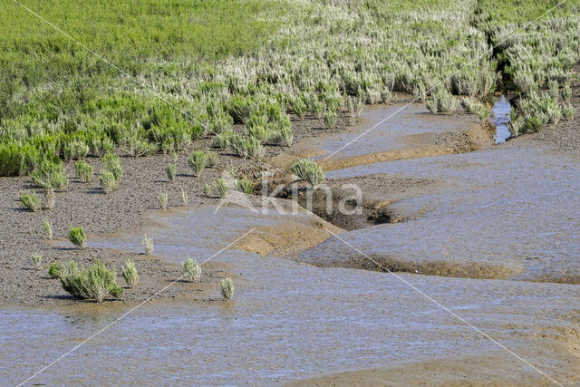 Kortarige zeekraal (Salicornia europaea)