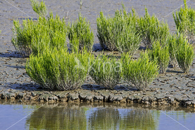 Glasswort (Salicornia europaea)