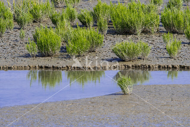 Glasswort (Salicornia europaea)