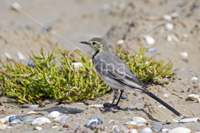 Witte Kwikstaart (Motacilla alba alba)