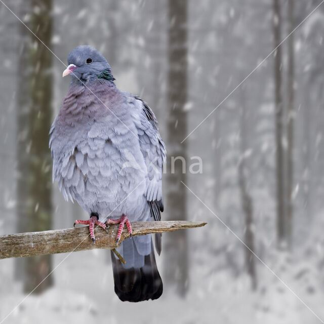 Stock Dove (Columba oenas)