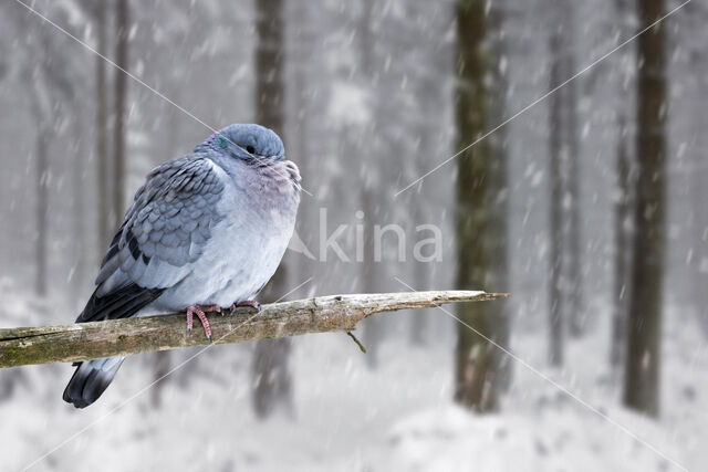 Stock Dove (Columba oenas)