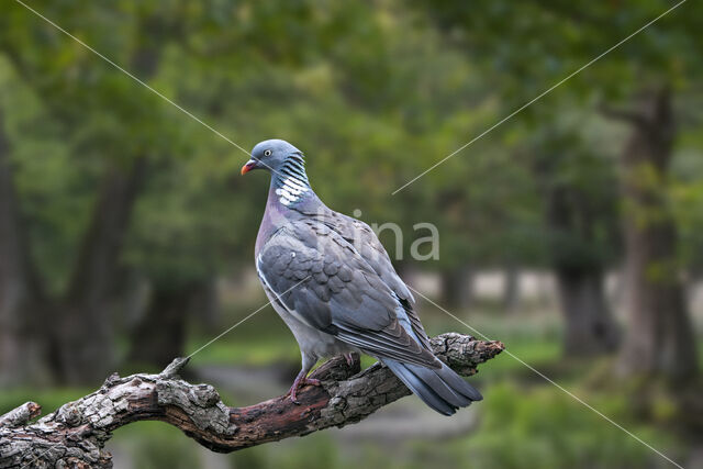 Houtduif (Columba palumbus)