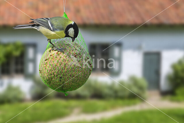 Great Tit (Parus major)