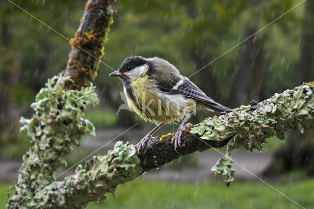 Great Tit (Parus major)