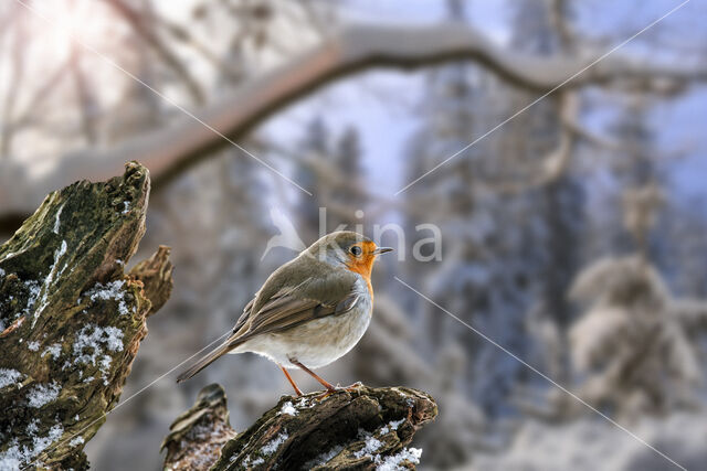 European Robin (Erithacus rubecula)