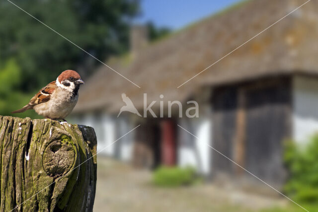 Eurasian Tree Sparrow (Passer montanus)