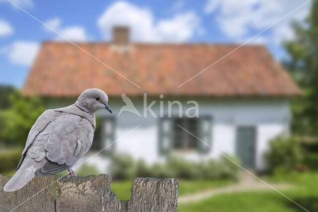 Collared Turtle Dove (Streptopelia decaocto)