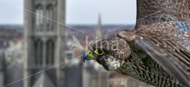 Peregrine Falcon (Falco peregrinus)