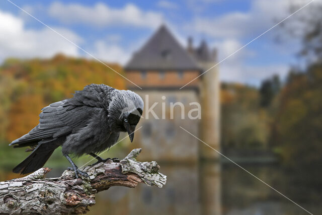 Eurasian Jackdaw (Corvus monedula)