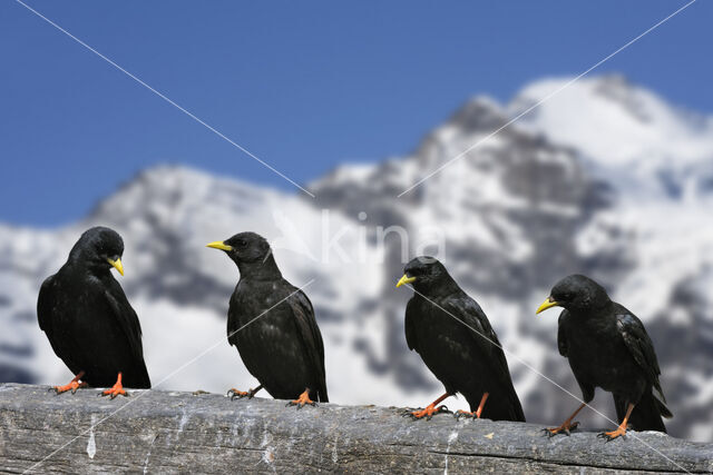 Alpenkauw (Pyrrhocorax graculus)