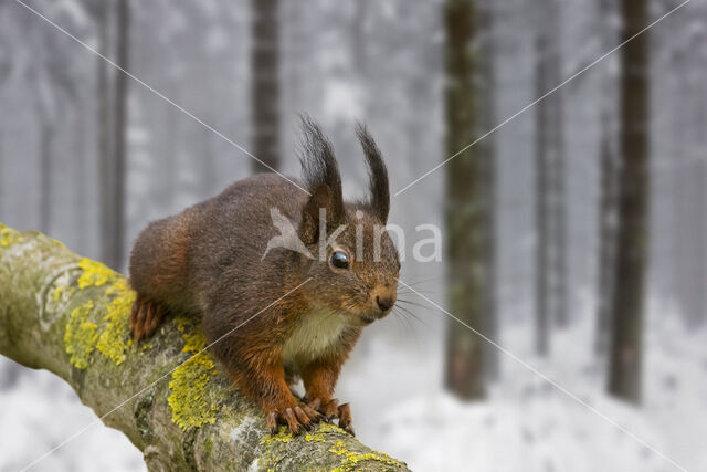 Red Squirrel (Sciurus vulgaris)