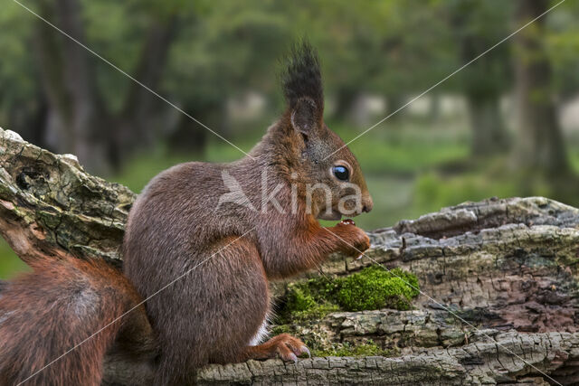 Red Squirrel (Sciurus vulgaris)