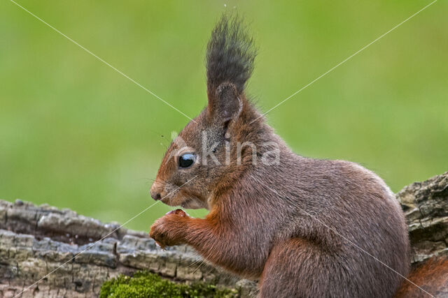 Red Squirrel (Sciurus vulgaris)