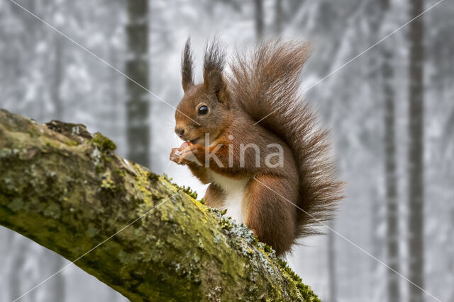 Red Squirrel (Sciurus vulgaris)