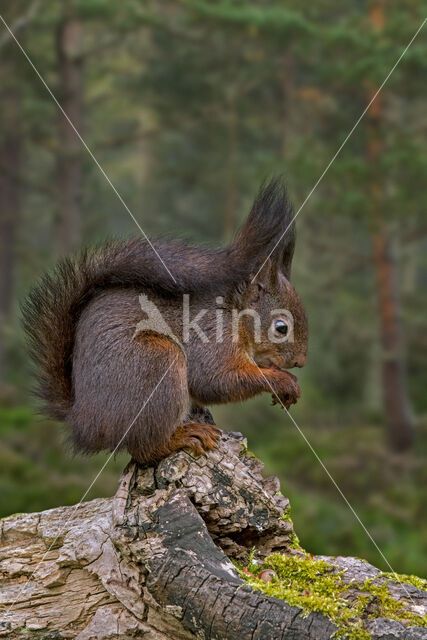 Red Squirrel (Sciurus vulgaris)